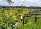 Harga Cabai Membaik Petani Melibatkan Buruh Petik untuk Memanen