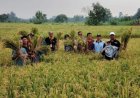 DP3 Sleman Monitoring Panen Padi Menjelang Ramadan