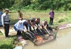 Budi Daya Nila dengan Kincir Air Hasilnya Empat Kali Lipat