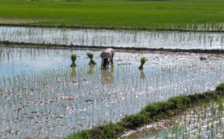 Akibat Banjir, Petani Adimulyo Terpaksa Tanam Padi Dua Kali 