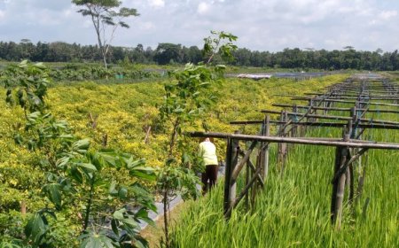 Harga Cabai Membaik Petani Melibatkan Buruh Petik untuk Memanen