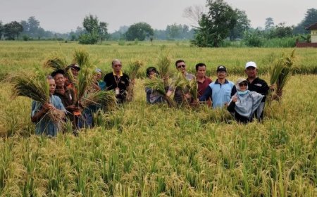 DP3 Sleman Monitoring Panen Padi Menjelang Ramadan