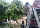 Kebun Buah Desa Ngering Ikon Baru Klaten
