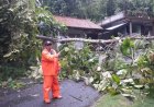 Angin Kencang di Kebumen Menumbangkan Lebih dari 170 Pohon