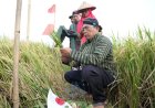 Petani di Moyudan Sleman Melestarikan Tradisi Wiwitan