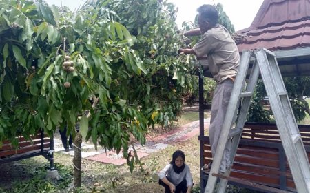 Kebun Buah Desa Ngering Ikon Baru Klaten