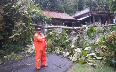 Angin Kencang di Kebumen Menumbangkan Lebih dari 170 Pohon