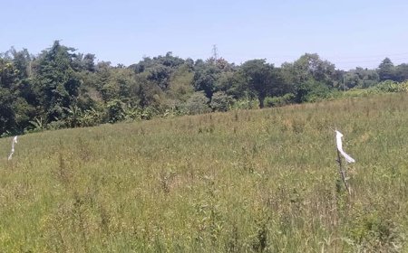 Puluhan Hektar Lahan Pertanian Terbengkalai di Desa Dukuh Delanggu