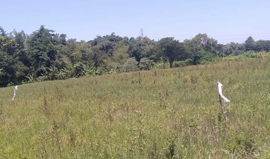 Puluhan Hektar Lahan Pertanian Terbengkalai di Desa Dukuh Delanggu
