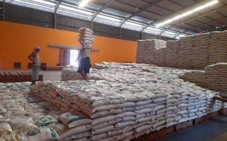 Penyerapan Beras Petani Lokal Menggembirakan