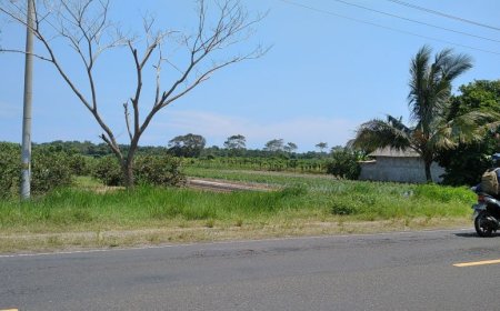 Kementerian Pertanian Tanam Padi Gogo di Sawah Tadah Hujan