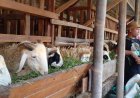 Stok Hewan Kurban di Bantul Mencukupi dan Aman