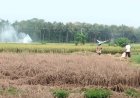 Perintah Bupati: Camat dan Kades Ikut Berantas Wereng Cokelat