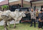Kenapa Bupati Kebumen Pilih Sapi Peranakan Ongole untuk Kurban?