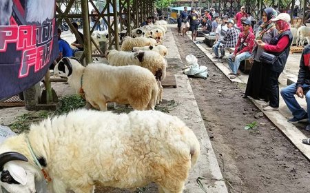Mengangkat Domba Lokal Melalui Kontes Nasional Piala Bupati Sleman