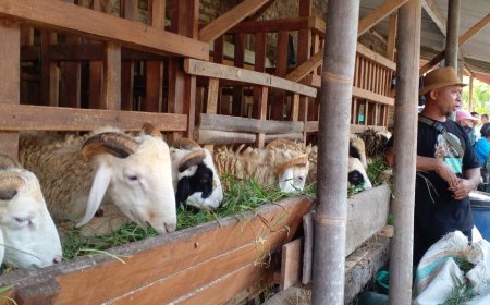 Stok Hewan Kurban di Bantul Mencukupi dan Aman