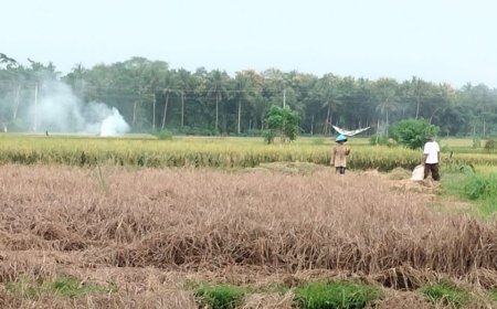 Perintah Bupati: Camat dan Kades Ikut Berantas Wereng Cokelat