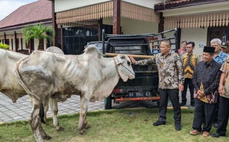 Kenapa Bupati Kebumen Pilih Sapi Peranakan Ongole untuk Kurban?