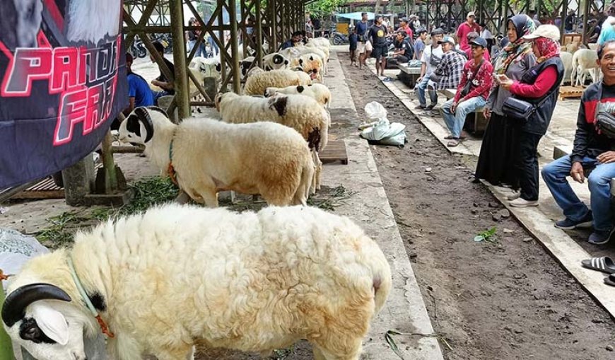 Mengangkat Domba Lokal Melalui Kontes Nasional Piala Bupati Sleman