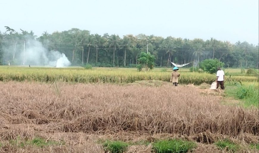 Perintah Bupati: Camat dan Kades Ikut Berantas Wereng Cokelat