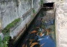 Air Melimpah, Warga Desa Pluneng Klaten Budi Daya Ikan di Saluran