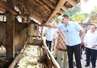 Pantau Hewan Kurban, TPID Menyebut Ada Kenaikan Harga Tapi Aman