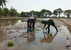Target Pemdes Pundungan, Tak Ada Lagi Lahan Pertanian Terbengkalai