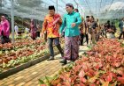 Aglaonema Park Puri Mataram Ikon Baru Indonesia yang Mengangkat Potensi Lokal