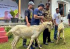 Sleman Jadi Sentra Kambing Perah, Menteri Pertanian Apresiasi Upaya Peternak