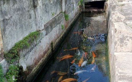 Air Melimpah, Warga Desa Pluneng Klaten Budi Daya Ikan di Saluran