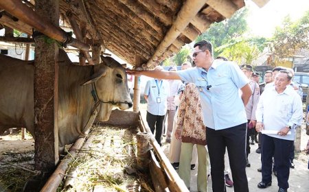 Pantau Hewan Kurban, TPID Menyebut Ada Kenaikan Harga Tapi Aman