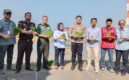 Lahan Tidur Seluas 230,19 Hektar Mulai Ditanami Padi