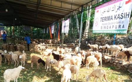 Warga Singapura Bantu 1.600 Kambing Kurban untuk Gunungkidul