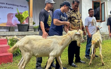 Sleman Jadi Sentra Kambing Perah, Menteri Pertanian Apresiasi Upaya Peternak