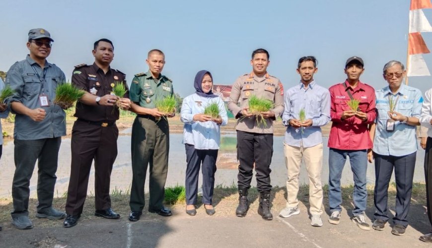 Lahan Tidur Seluas 230,19 Hektar Mulai Ditanami Padi