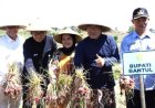 Hasilnya Melimpah, Petani Selopamioro Bantul Panen Raya Bawang Merah Glowing