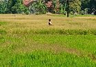 Hama Wereng Serang Tanaman Padi di Klaten