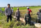 Petani di Klaten, Babinsa dan Bhabinkamtibmas Kompak Melaksanakan Gropyokan Tikus