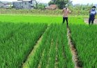 Tak Ingin Petani Berat Menanggung Risiko, Jasindo Perkuat Program AUTP 