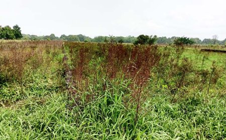 Sebelumnya Terbengkalai, Pemdes Bulurejo Olah Kembali Lahan Seluas 80 Hektar