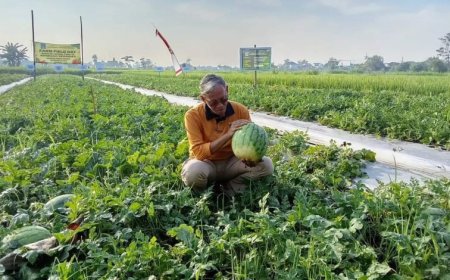 Sebesar Ini Buah Semangka Hasil Panen Perdana Petani Kalasan Sleman