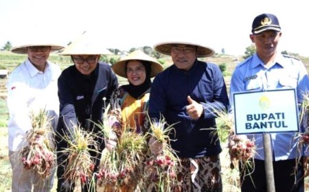 Hasilnya Melimpah, Petani Selopamioro Bantul Panen Raya Bawang Merah Glowing