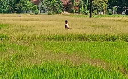 Hama Wereng Serang Tanaman Padi di Klaten