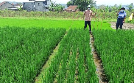Tak Ingin Petani Berat Menanggung Risiko, Jasindo Perkuat Program AUTP 