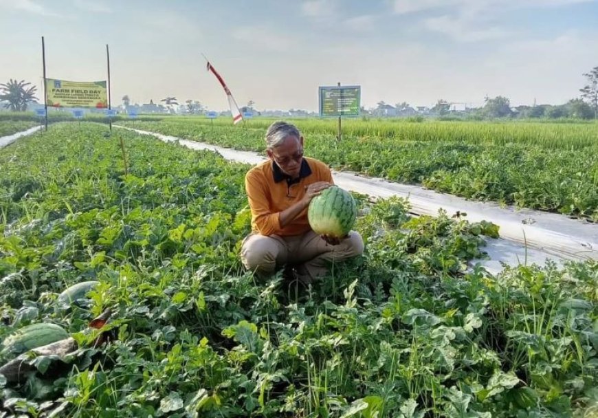 Sebesar Ini Buah Semangka Hasil Panen Perdana Petani Kalasan Sleman