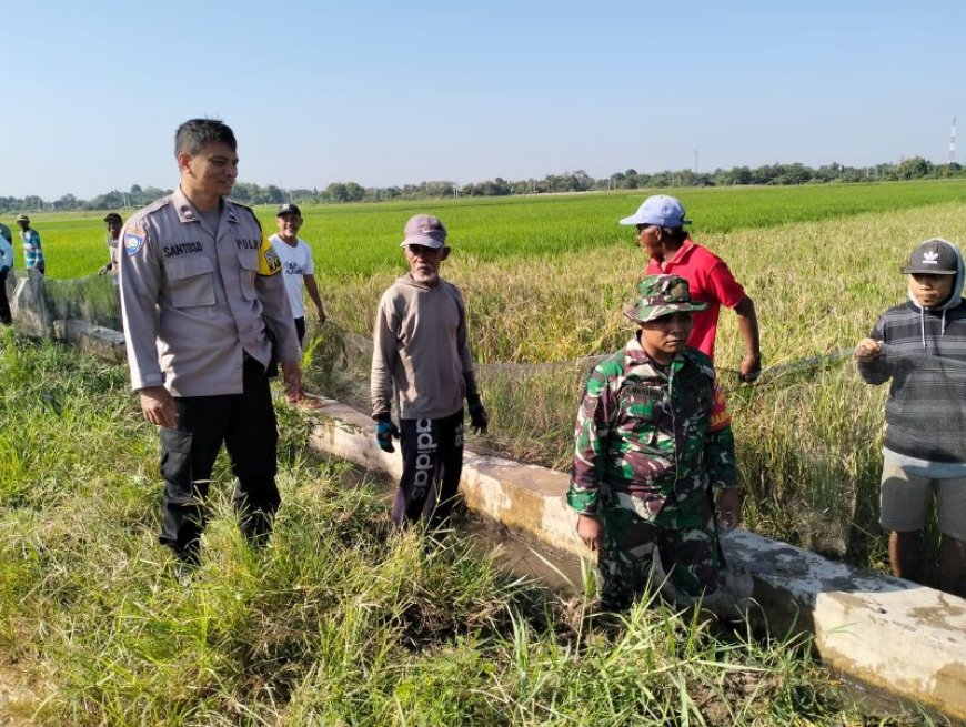 Petani di Klaten, Babinsa dan Bhabinkamtibmas Kompak Melaksanakan Gropyokan Tikus