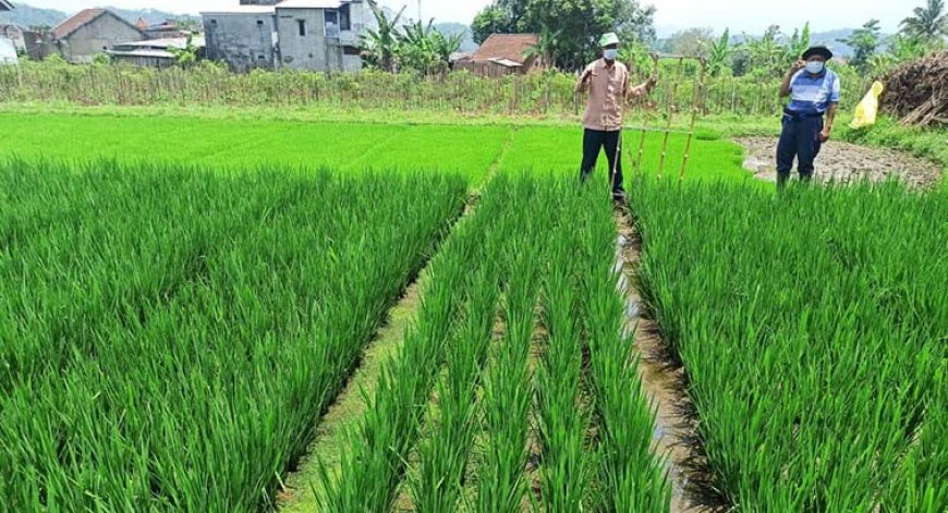 Tak Ingin Petani Berat Menanggung Risiko, Jasindo Perkuat Program AUTP 