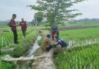 Pemdes Nglinggi dan Petugas Gabungan Menggelar Pengasapan Menanggulangi Hama Tikus