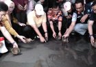 Anak-anak Muda Melepas Tukik 79 Ekor ke Laut, Sambut HUT Kemerdekaan RI