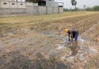 Terdampak Kemarau, Petani di Klaten Terpaksa Sedot Air dari Sumur Patok